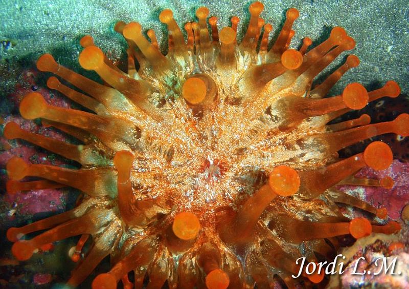 Anemona gigante ( telmatactis cricoide )5.jpg